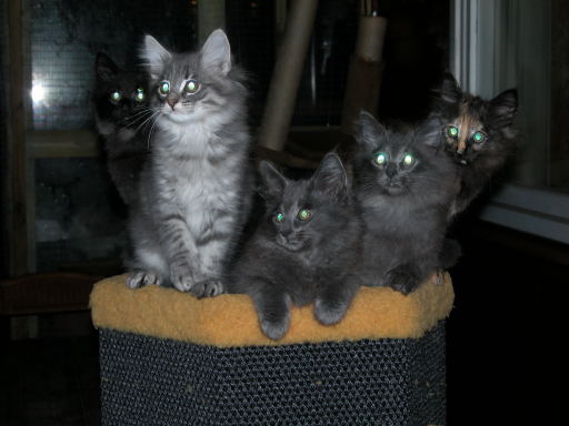 Kittens 10 weeks06